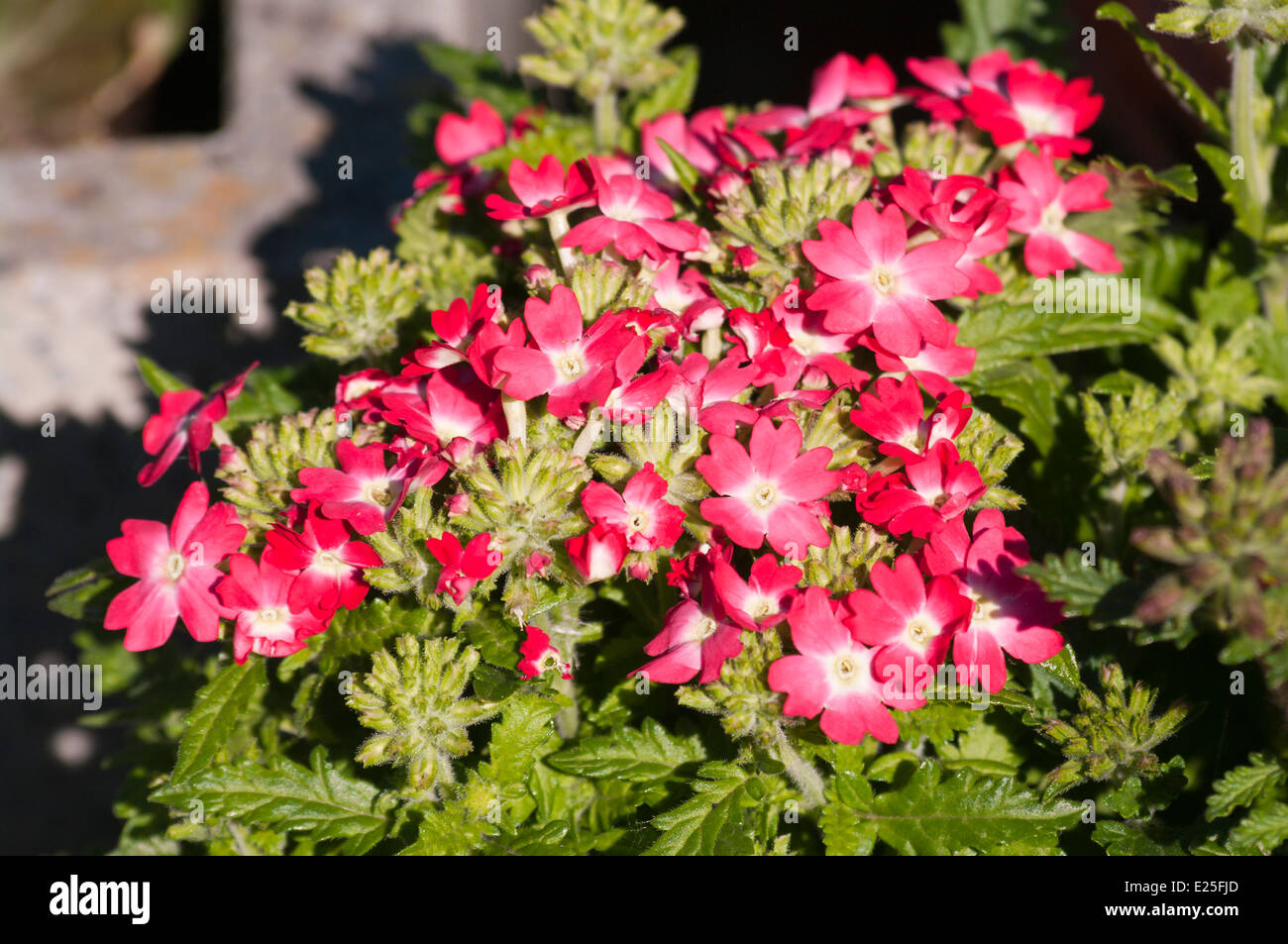 Verveine rouge et blanc Banque D'Images