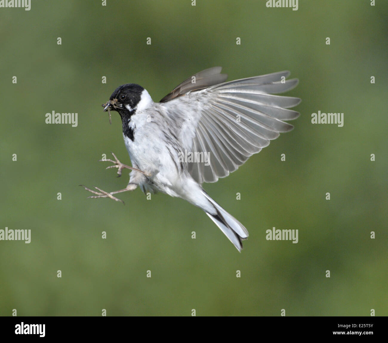 Emberiza schoeniclus Reed Banque D'Images