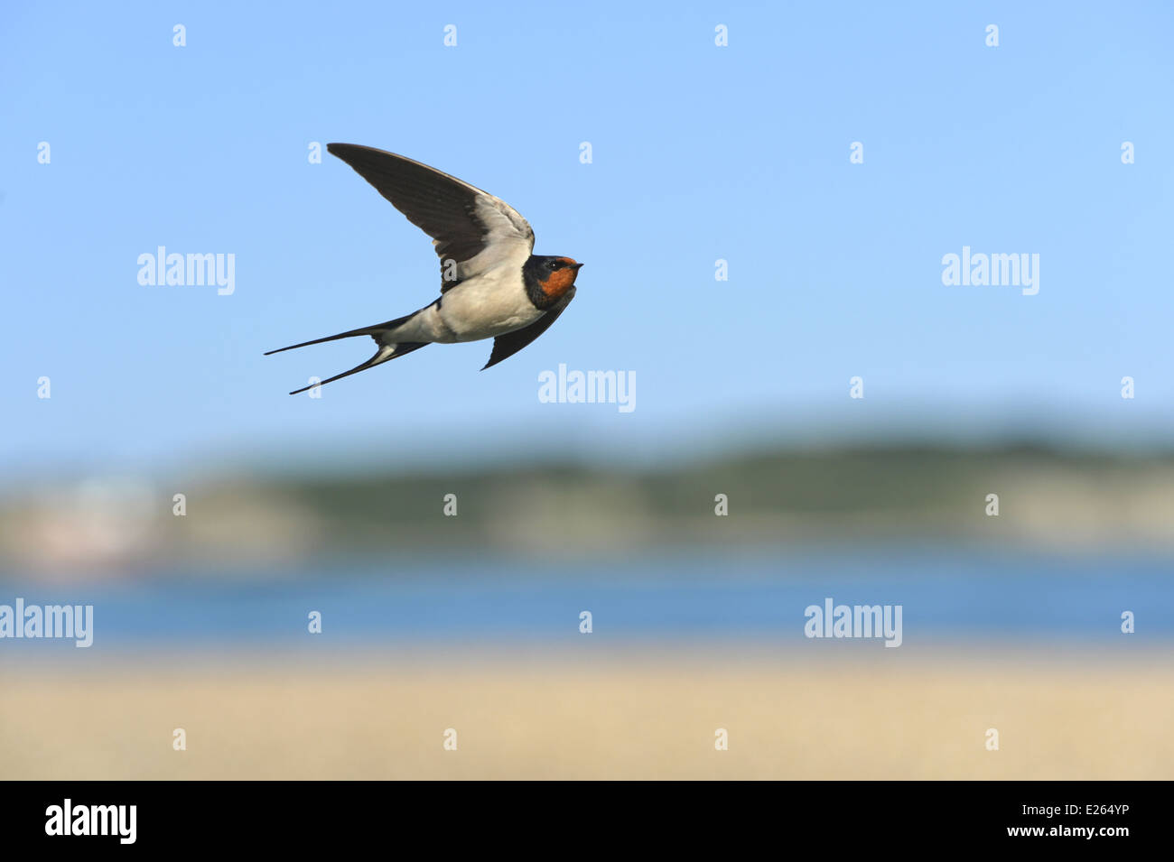 Swallow Hirundo rustica Banque D'Images