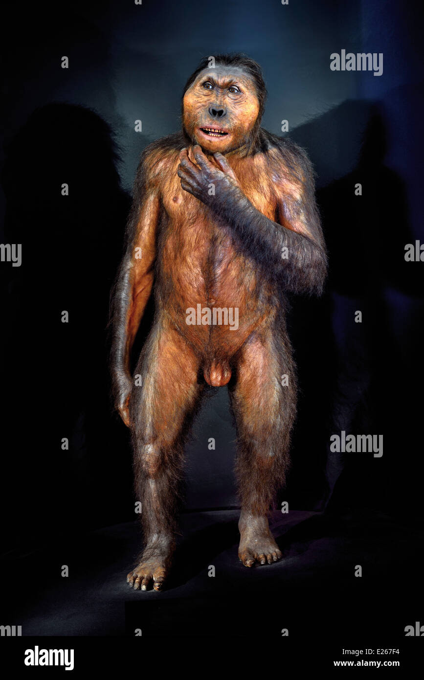 Espagne, Burgos : Modèle d'un Paranthropus boisei dans le Musée de l'évolution humaine Banque D'Images
