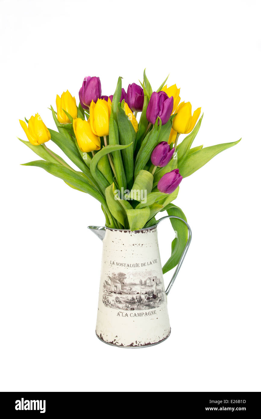 Un bouquet de tulipes fond blanc Banque D'Images