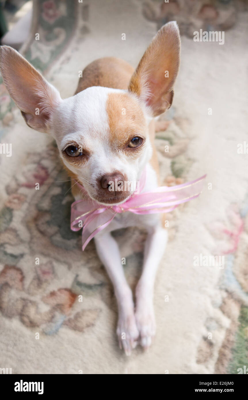 Un mignon petit Chihuahua portant un ruban rose autour de son cou est de la recherche à l'appareil photo Banque D'Images