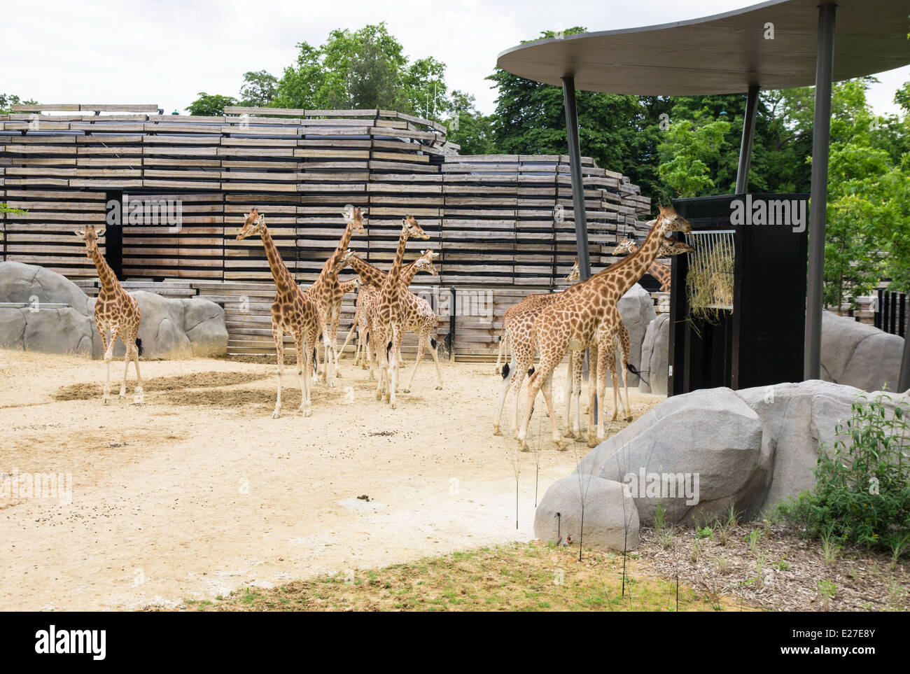 Les Girafes au Zoo de Paris, France Banque D'Images