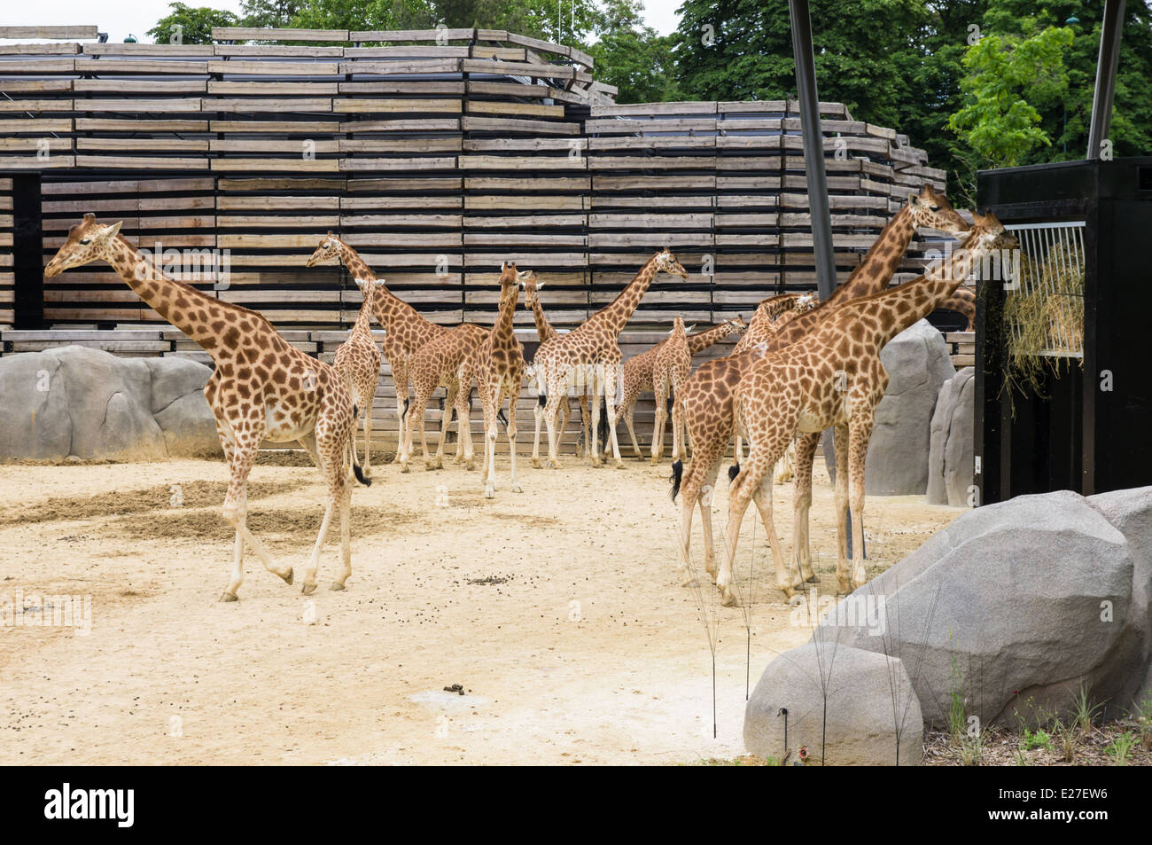 Les Girafes au Zoo de Paris, France Banque D'Images