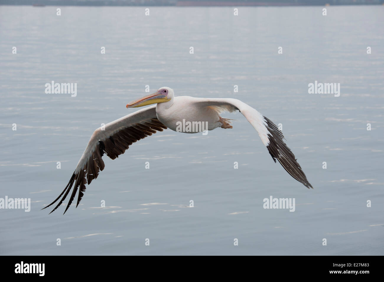 Grand Pélican blanc (Pelecanus onocrotalus) aussi connu sous le nom de Eastern White Pelican Pelican, Rosy. Walvis Bay, en Namibie. Banque D'Images