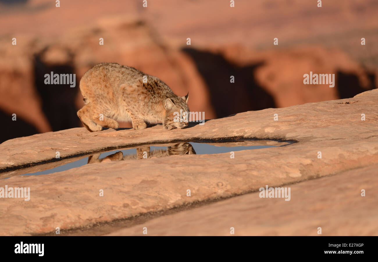 Bobcat et reflet dans l'eau sur une falaise rocheuse de haut Banque D'Images