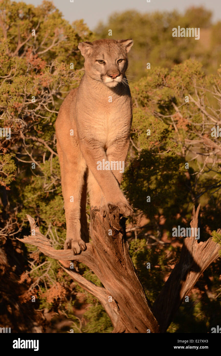 Mountain lion debout dans un arbre Banque D'Images