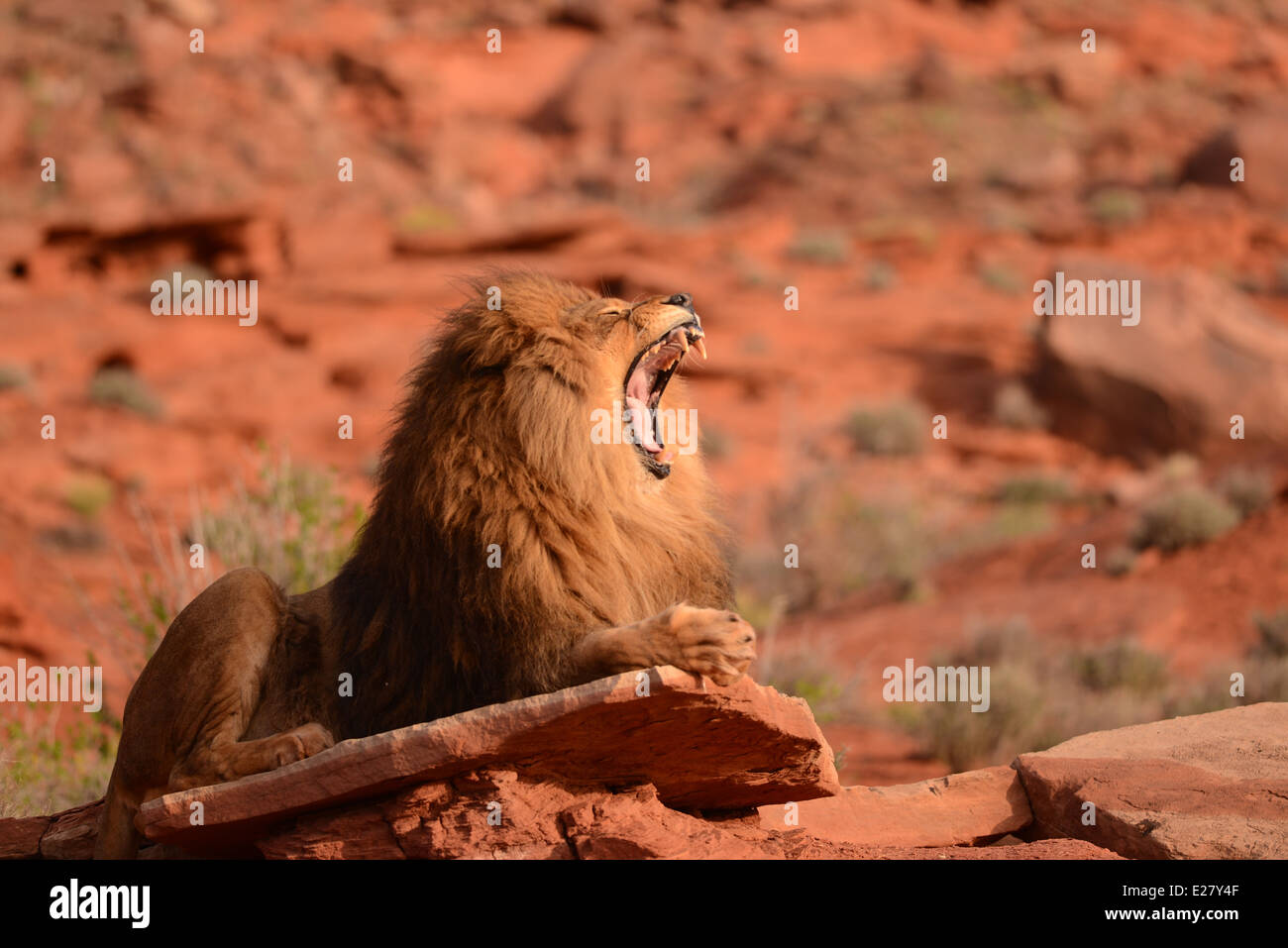 Roaring lion mâle assis sur une barre rocheuse Banque D'Images