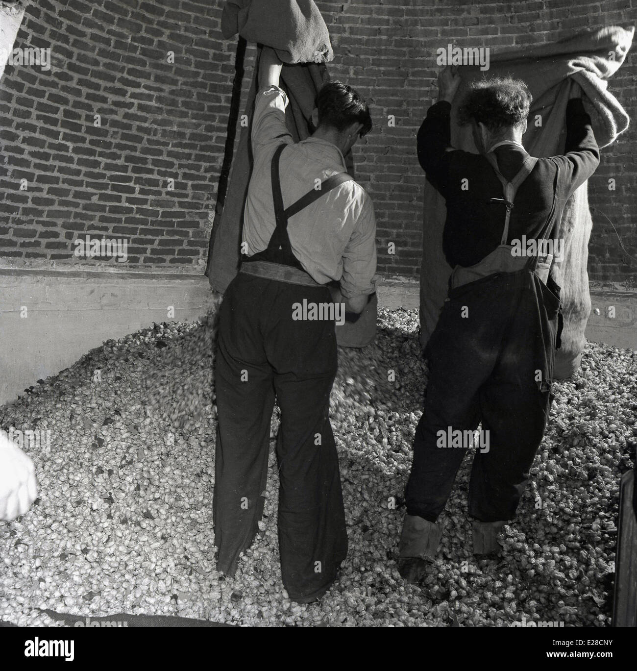 Historique Années 1950 Photo de deux ouvriers agricoles de vider des sacs de houblon sur un gros tas de sauts dans une maison Oast pour sécher, Kent. Banque D'Images