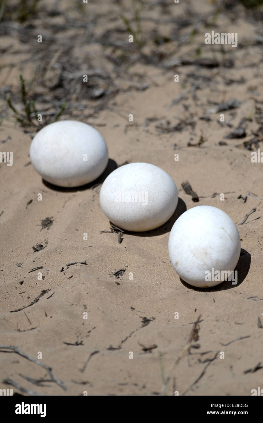 Un coup d'oeufs d'autruche à l'état sauvage Banque D'Images