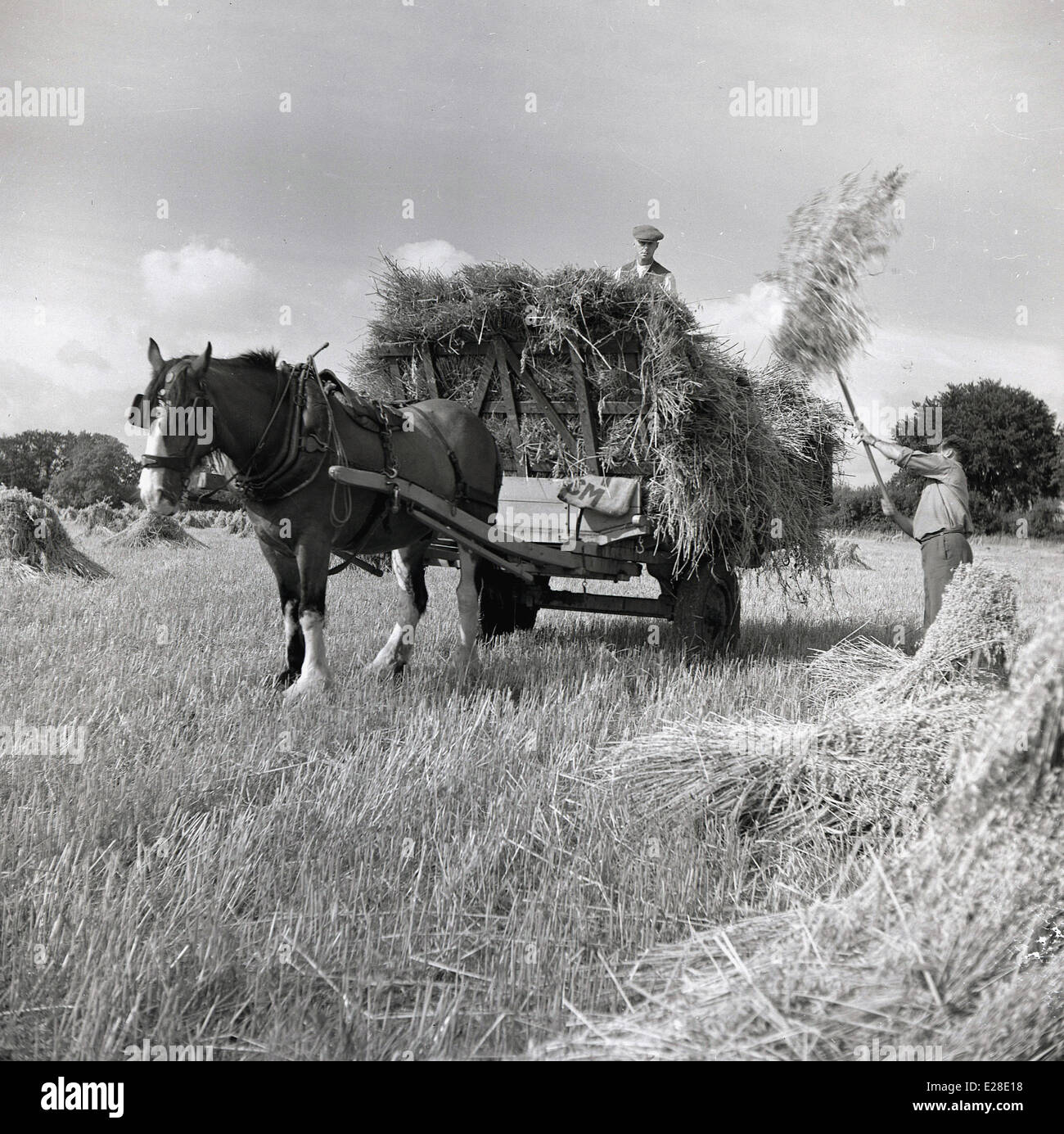 Historique Années 1950 photo, un agriculteur utilise une fourche pour soulever le foin ou paille du champ fauché sur un chariot tiré par un cheval. Banque D'Images