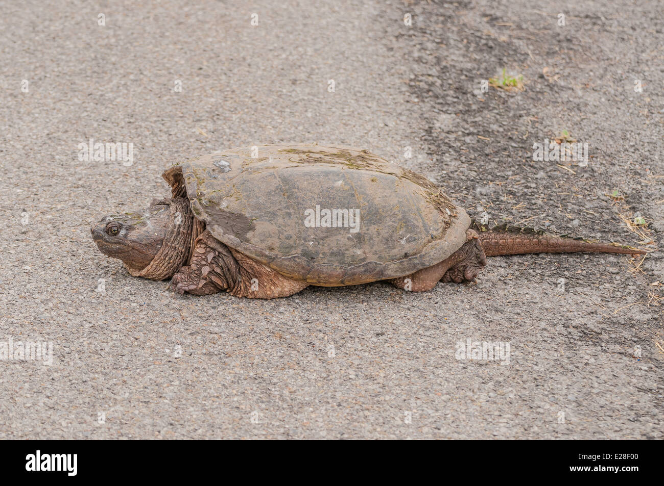 Une tortue serpentine traversant une route près d'un marais. Banque D'Images