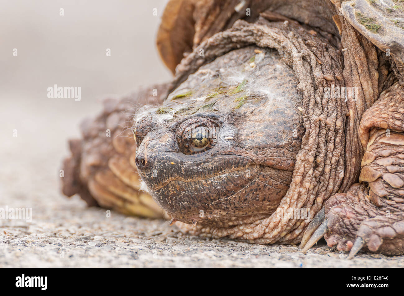 Un gros plan sur une tête de tortue serpentine sur la chaussée. Banque D'Images