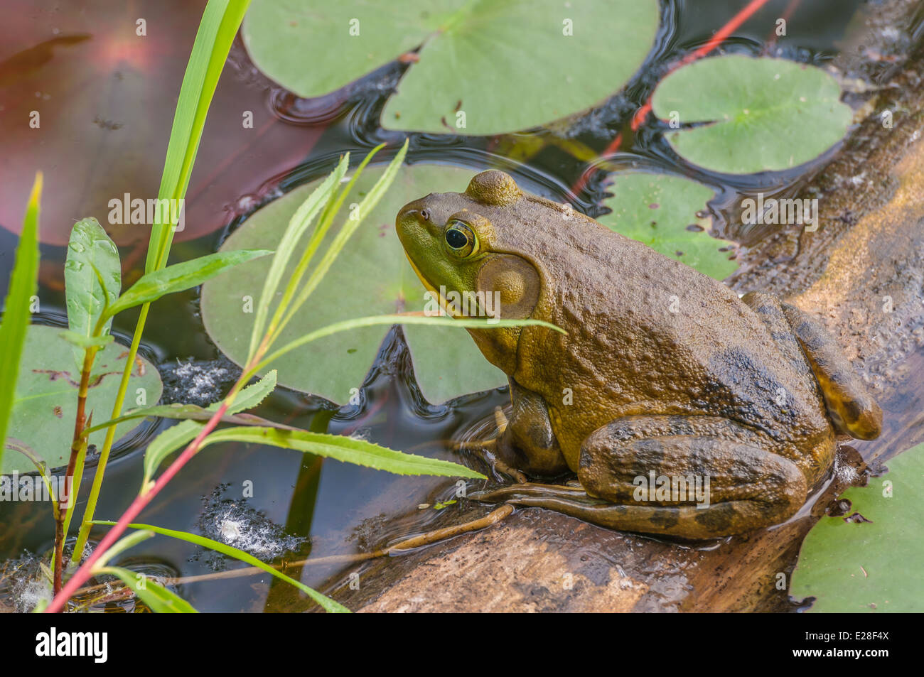 Bullfrog assis sur un journal dans un marais. Banque D'Images