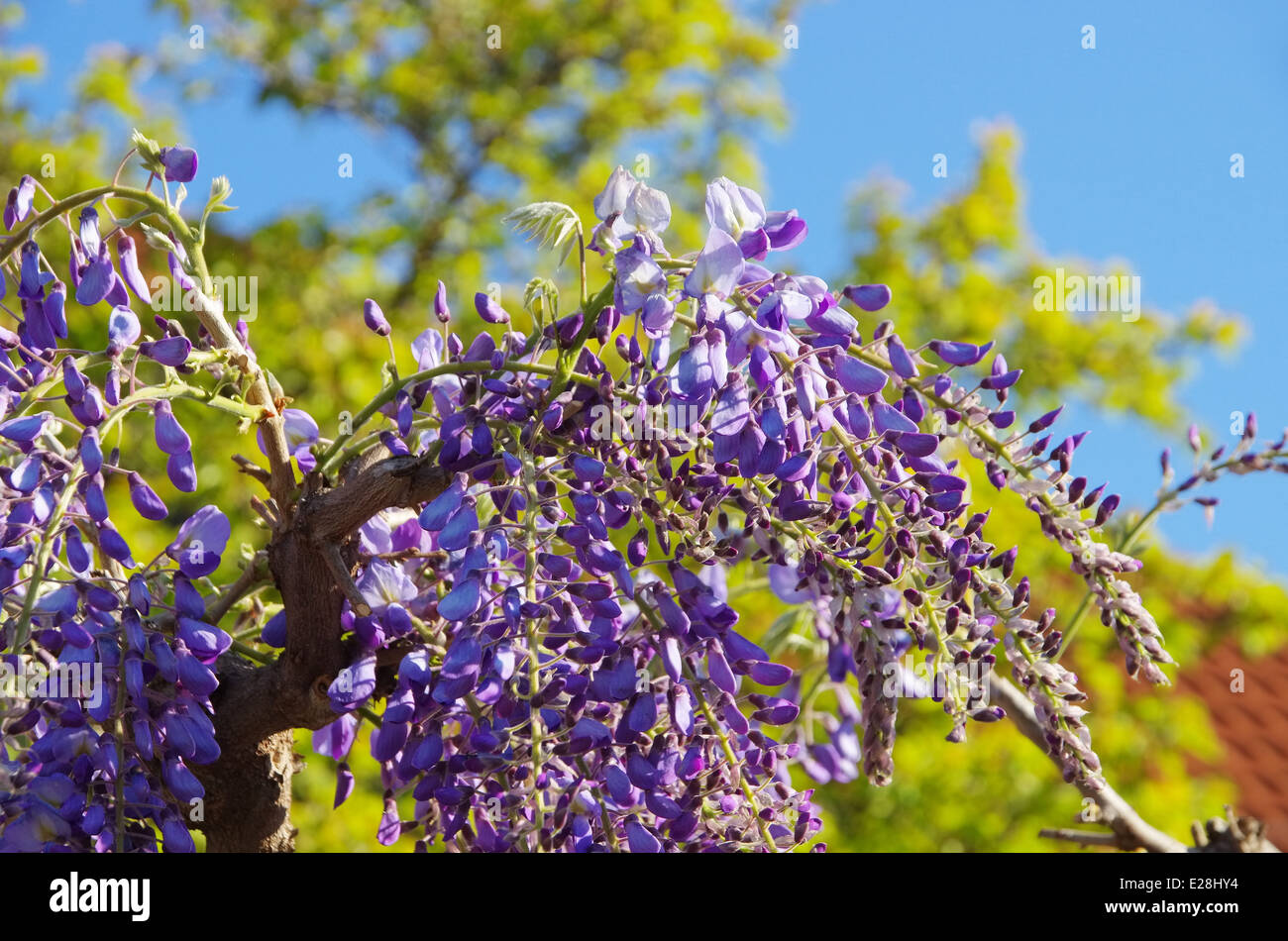 Blauregen - Wisteria 15 Banque D'Images