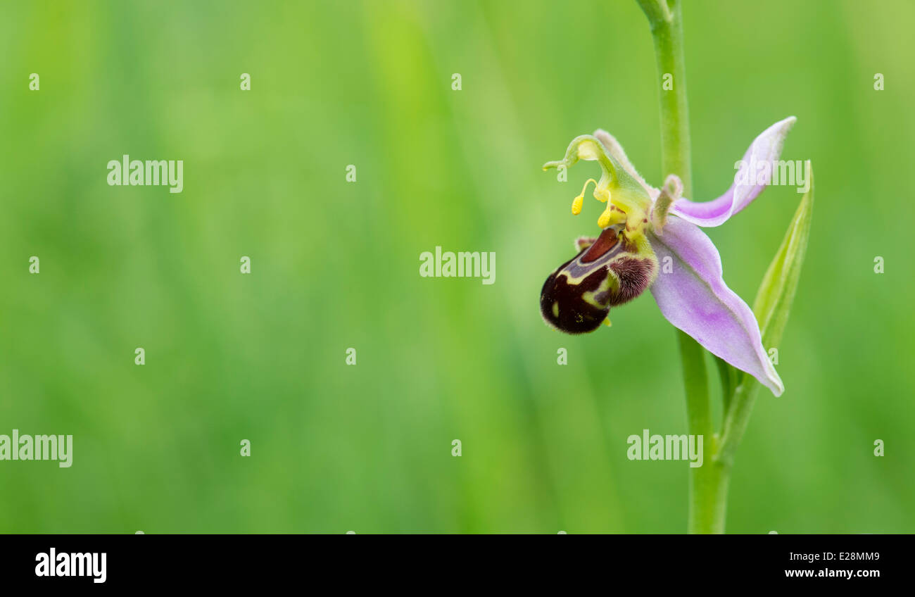 Ophrys apifera . L'orchidée abeille Banque D'Images