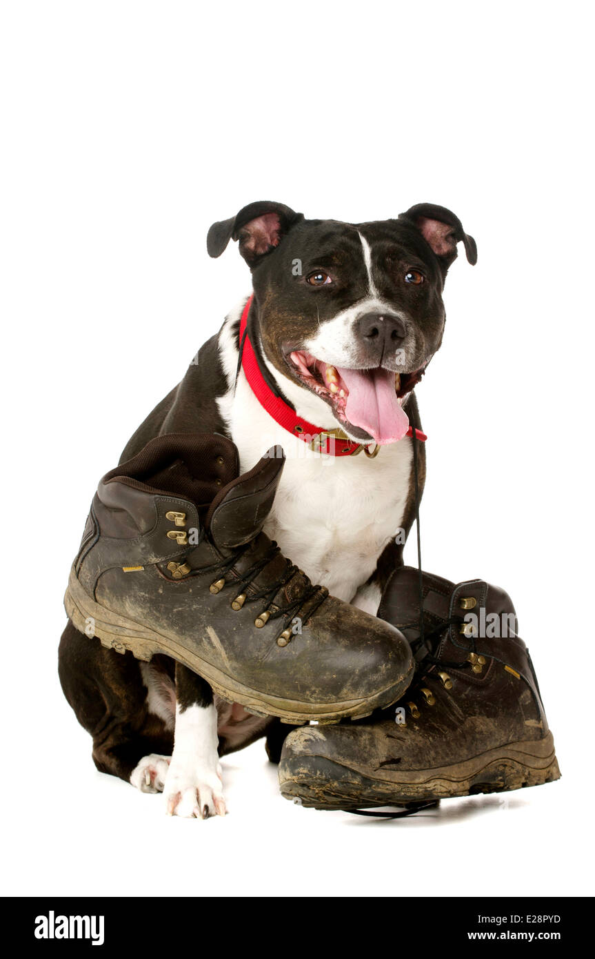 Staffordshire Bull Terrier portant des bottes boueuses regardant la caméra isolé sur fond blanc Banque D'Images