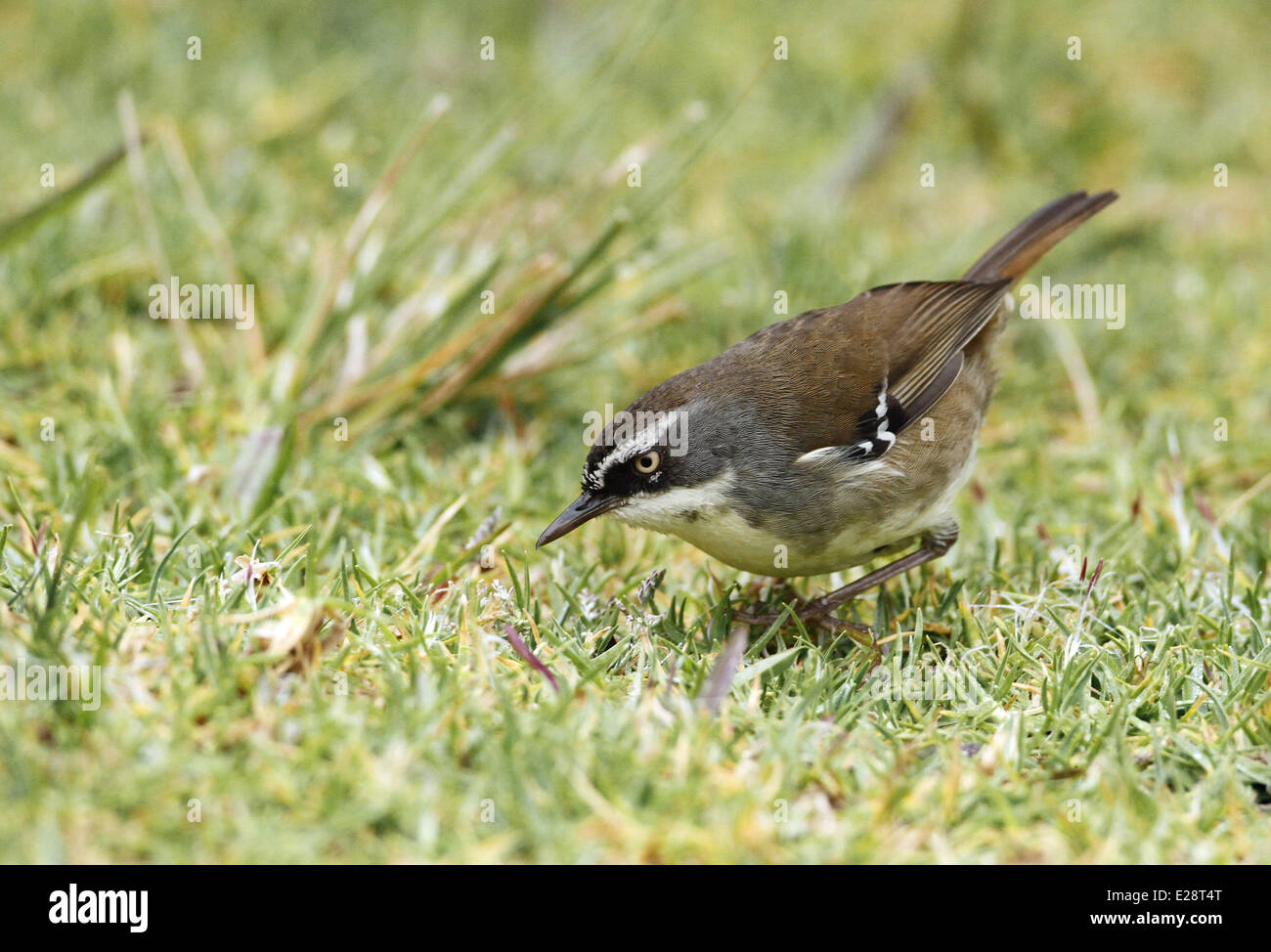 Scrubwren à sourcils blancs (Sericornis frontalis), adultes qui se nourrissent de l'herbe courte, Green Mountain, N.P. Lamington, Queensland, Australie, octobre Banque D'Images