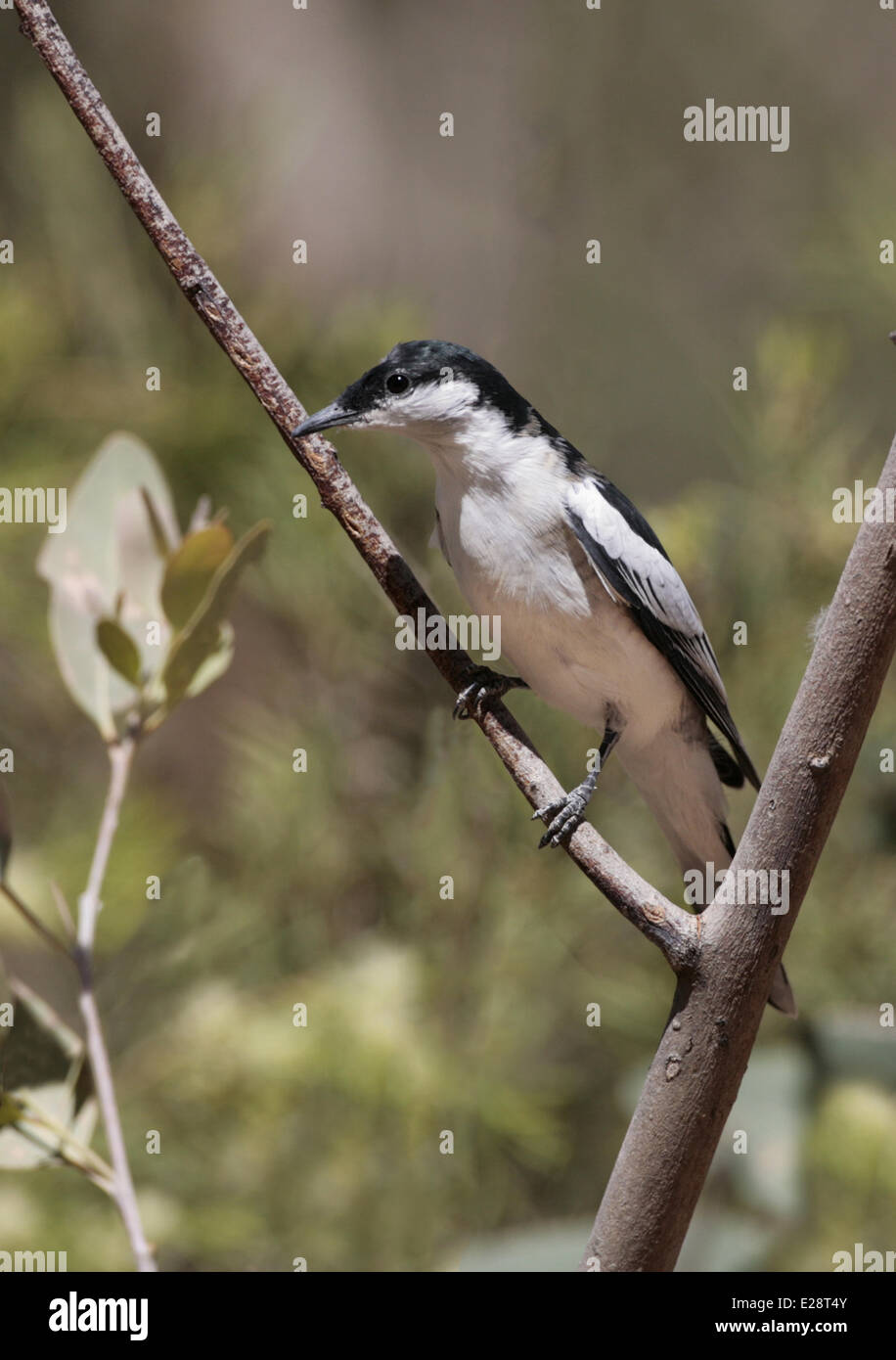 White-winged Triller (Lalage tricolor) mâle adulte en plumage nuptial, Rameau, perchés sur d'Uluru-Kata Tjuta, N.P., Centre Rouge, Territoire du Nord, Australie, septembre Banque D'Images