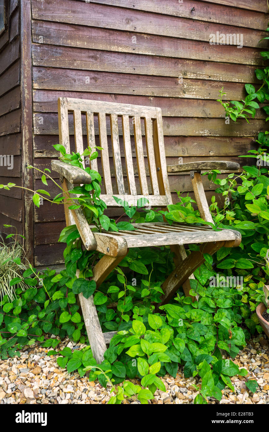 Une chaise lentement couvertes par honeysuckle Banque D'Images