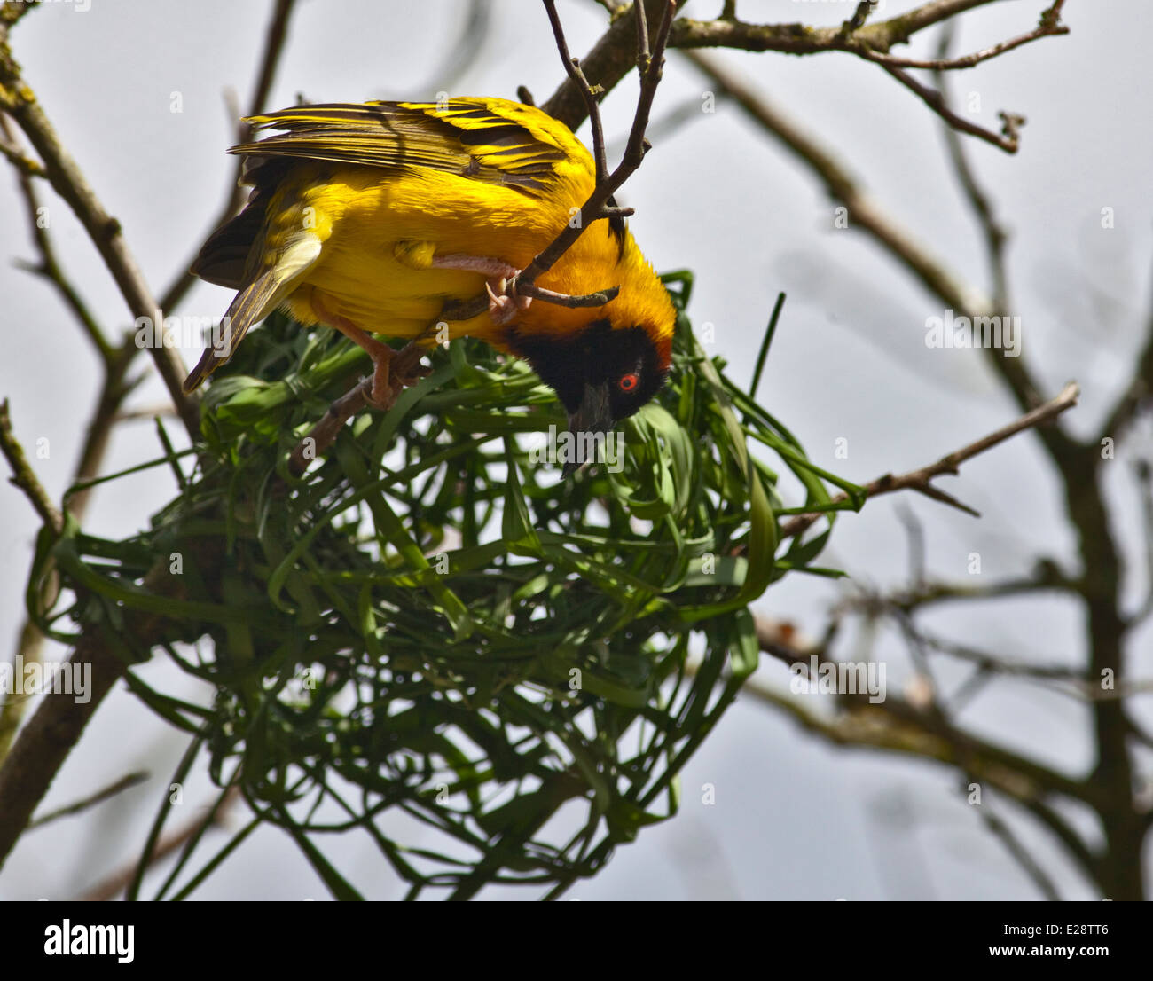 Oiseau Noir dirigé Weaver Ploceus melanocephalus) mâle (sur son nid Banque D'Images