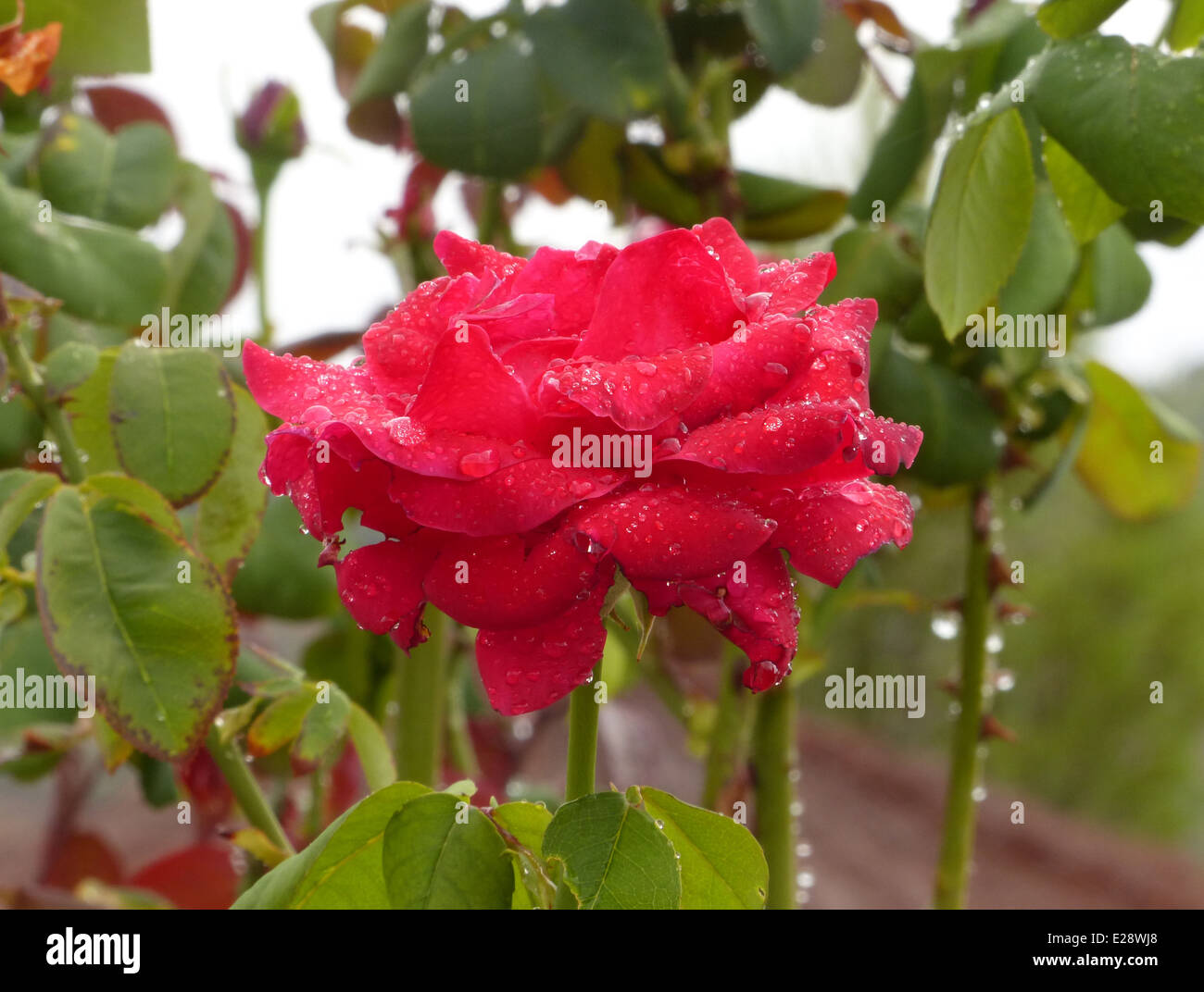 Une rose rouge dans un jardin avec des gouttes de pluie sur et la lumière du soleil Banque D'Images