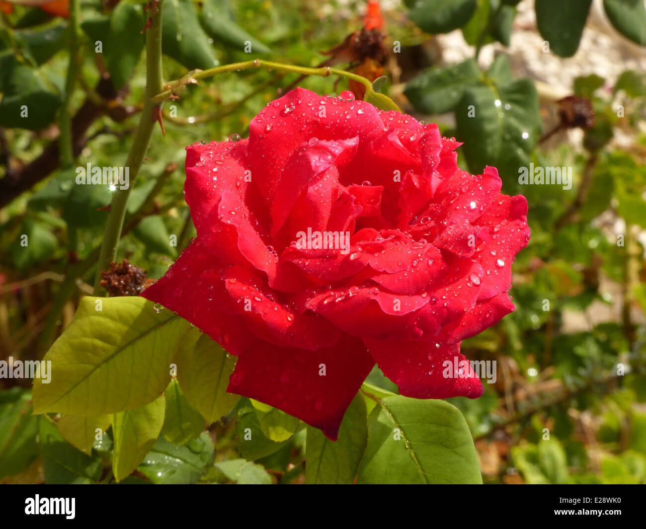 Une rose rouge dans un jardin avec des gouttes de pluie sur et la lumière du soleil Banque D'Images