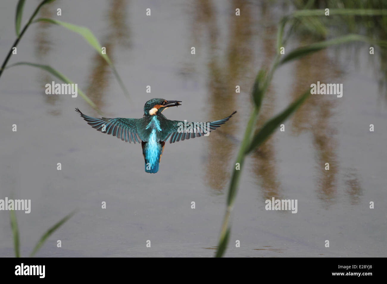 Kingfisher (Alcedo atthis commune) femelle adulte, en vol, planant avec des poissons (pectorales pour éviter d'être avalé) proie Banque D'Images