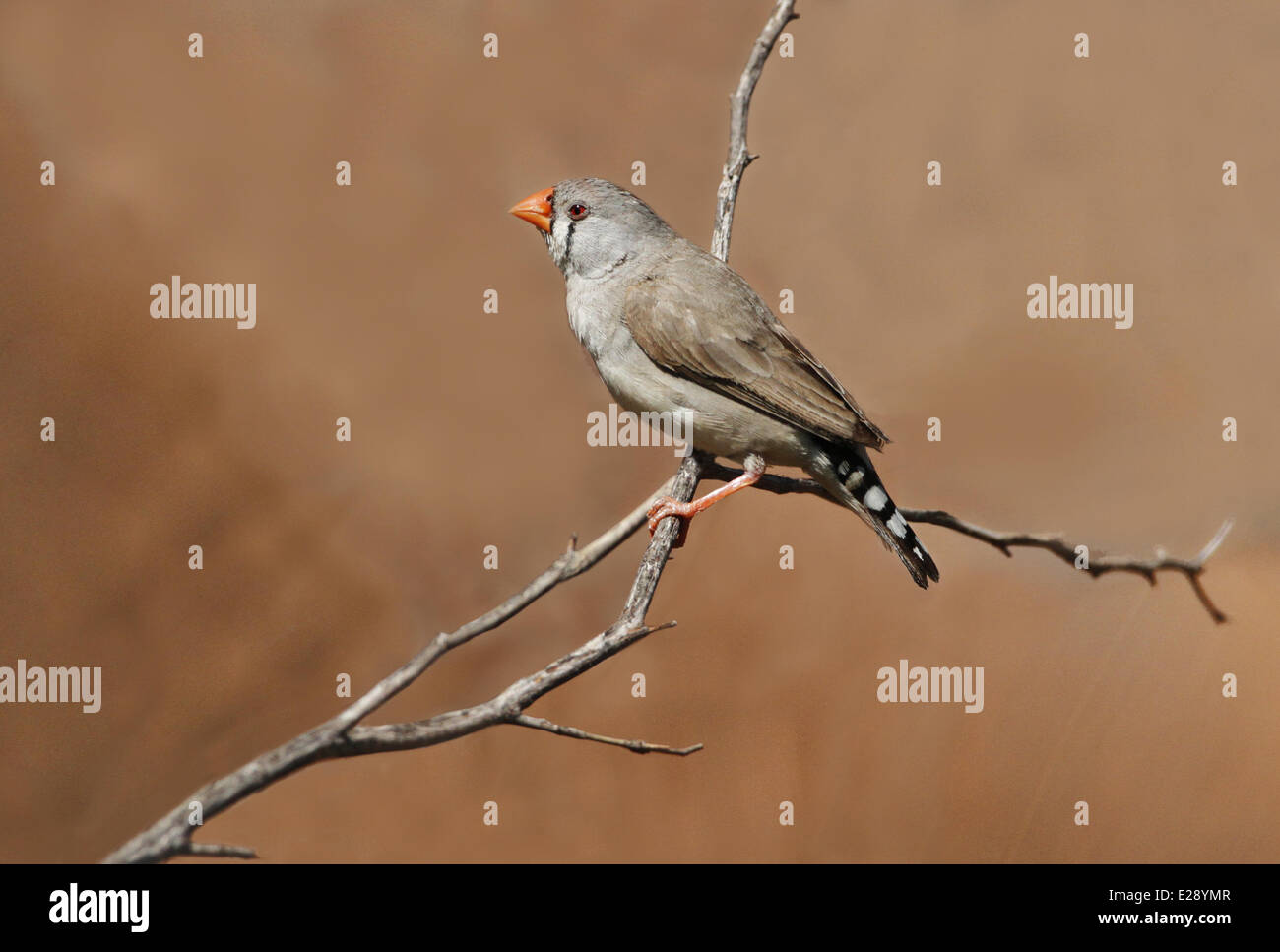 Diamant mandarin (Taeniopygia guttata) femelle adulte, perché sur le rameau d'Uluru-Kata Tjuta, N.P., Centre Rouge, Territoire du Nord, Australie, septembre Banque D'Images