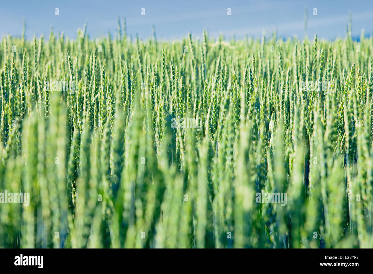 Champ de blé avec la maturation épis verts Banque D'Images