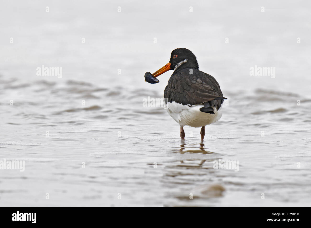 Eurasian Oystercatcher (Haematopus ostralegus), adultes en plumage nuptial, non avec des moules (Mytilus edulis) totalement bloquée sur bec, debout dans l'eau peu profonde, Filey, North Yorkshire, Angleterre, Février Banque D'Images