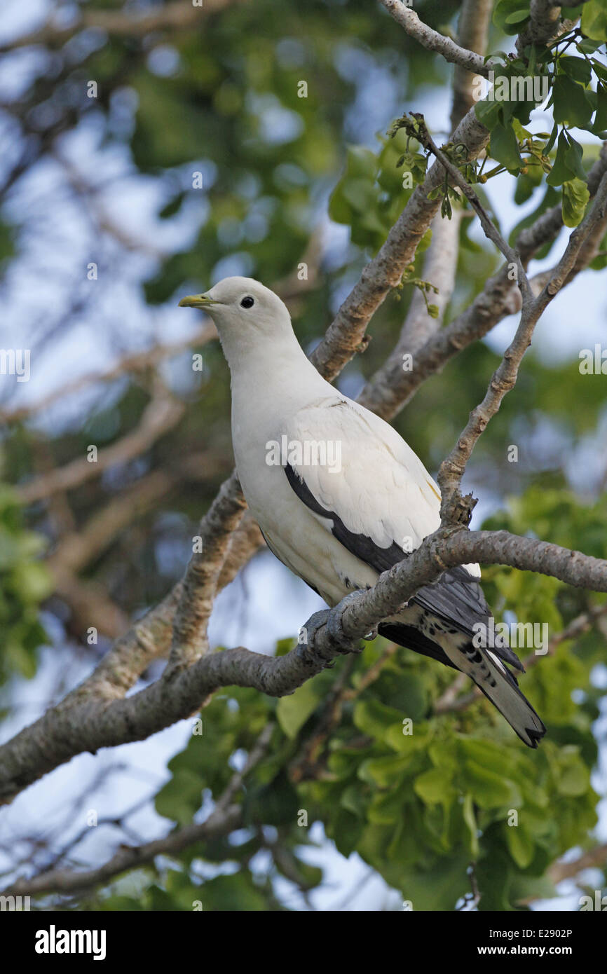 Pied Imperial-pigeon (Ducula bicolor) adulte, perché sur une branche, Cairns, Queensland, Australie, septembre Banque D'Images
