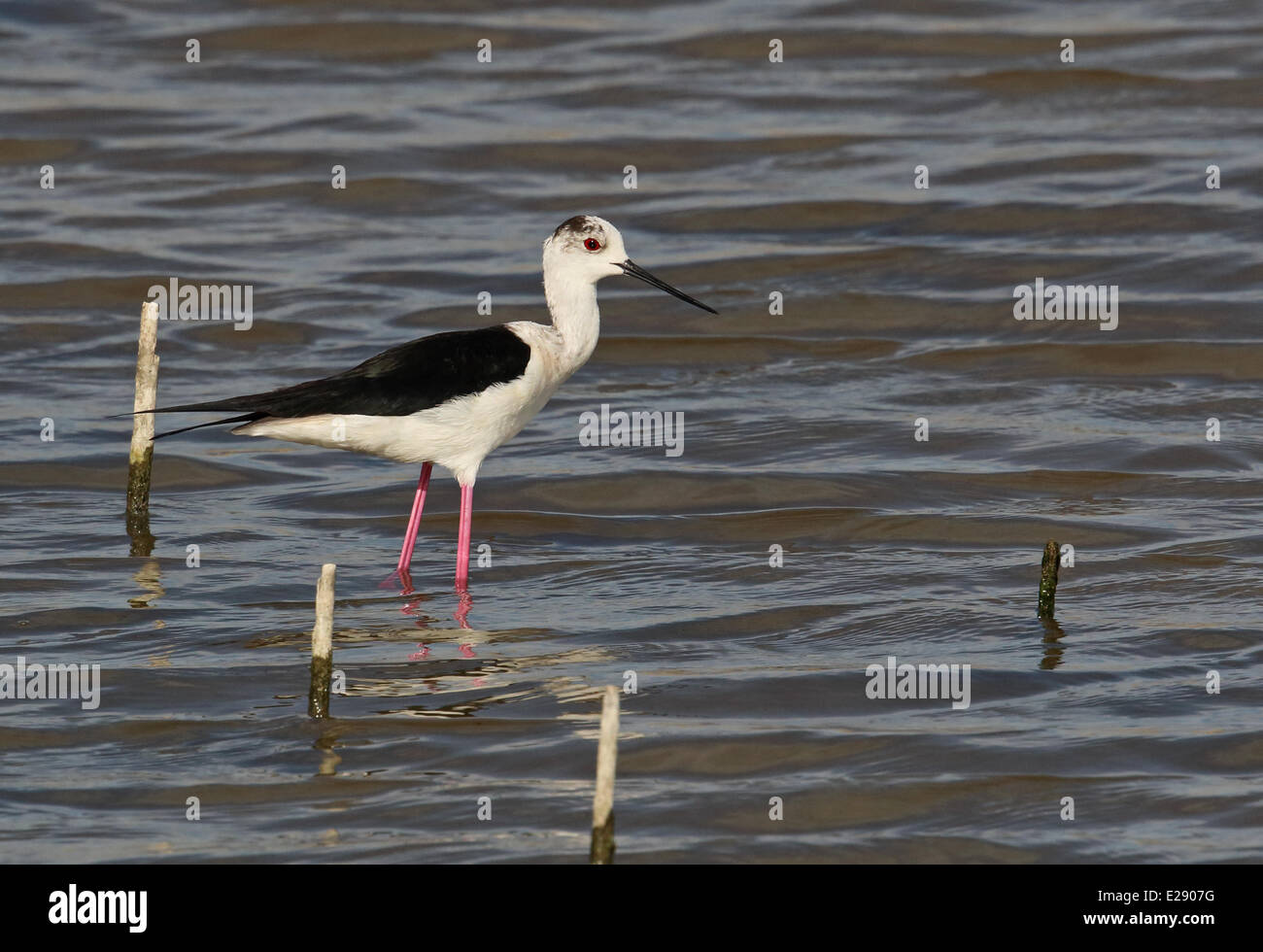 Black-winged Stilt (Himantopus himantopus) adulte, debout dans l'eau peu profonde, Coto Donana, Andalousie, Espagne, Mai Banque D'Images