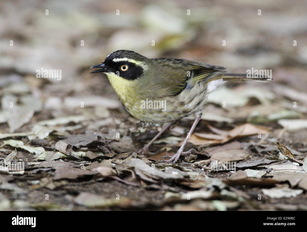 À gorge jaune (Sericornis Scrubwren citreogularis), de recherche de nourriture chez les adultes, la litière de Green Mountain, N.P. Lamington, Queensland, Australie, octobre Banque D'Images