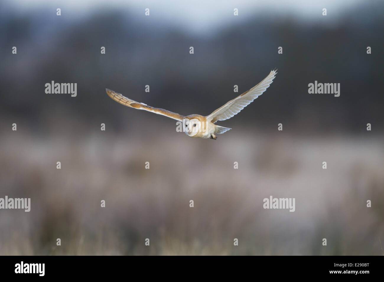 Effraie des clochers (Tyto alba), adultes en vol, chasse sur des herbages, Pilling Moss, le Fylde, Lancashire, Angleterre, Décembre Banque D'Images