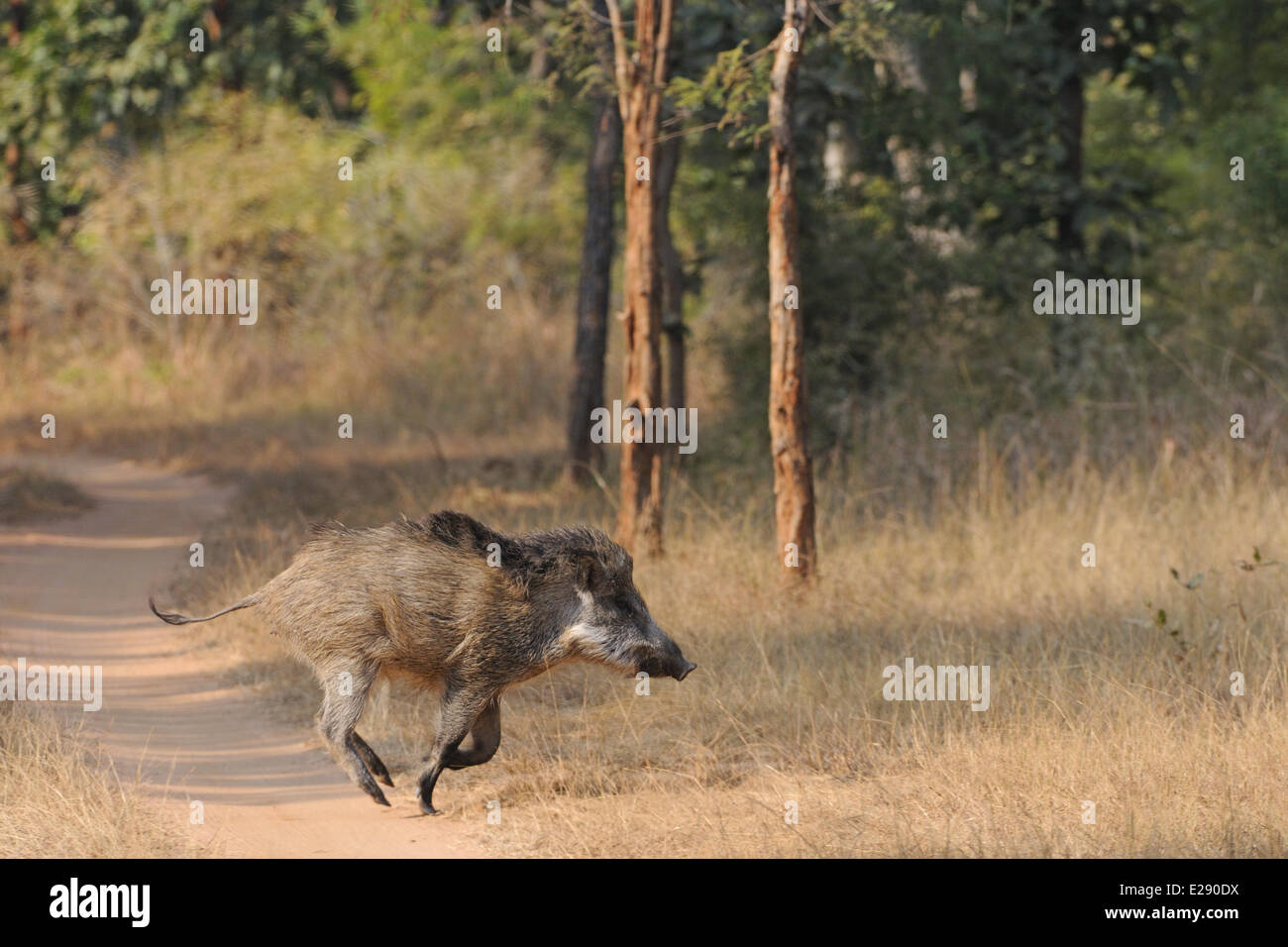 Indian Wild Boar (Sus scrofa cristatus), adultes en travers de la voie, Bandhavgarh N.P., Madhya Pradesh, Inde, décembre Banque D'Images