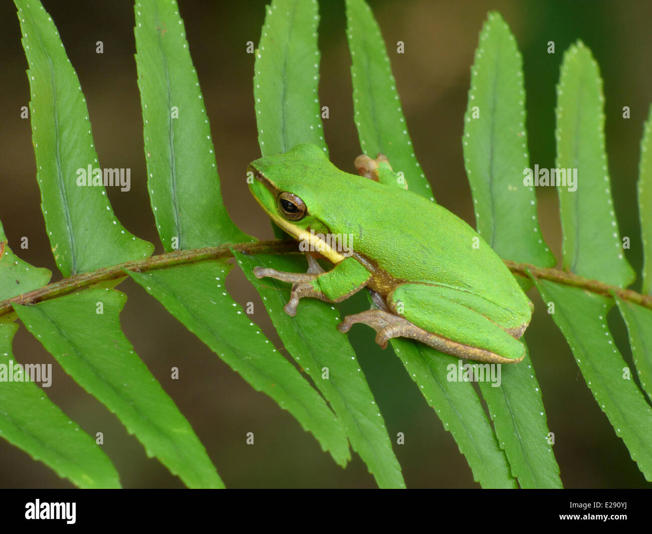 Litoria Nain orientale fallax) adulte, reposant sur fronde de fougère, Atherton Tableland, Great Dividing Range, Queensland, Australie, octobre Banque D'Images