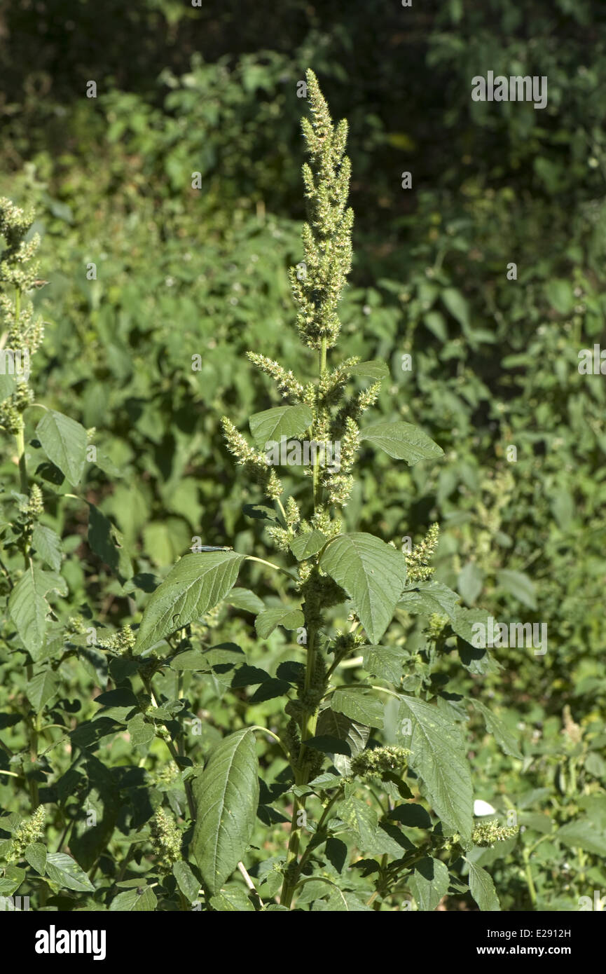 amaranthus-retroflexus-flowering-banque-de-photographies-et-d-images