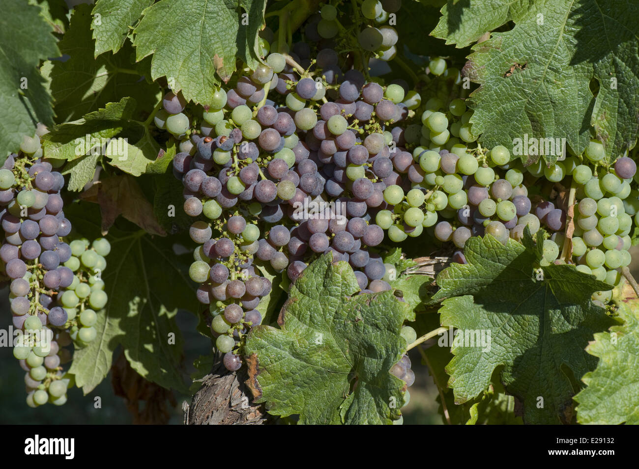 Dépôt de séché pulvérisé fongicide sur grappes de fruits et sur les feuilles d'une vigne Banque D'Images