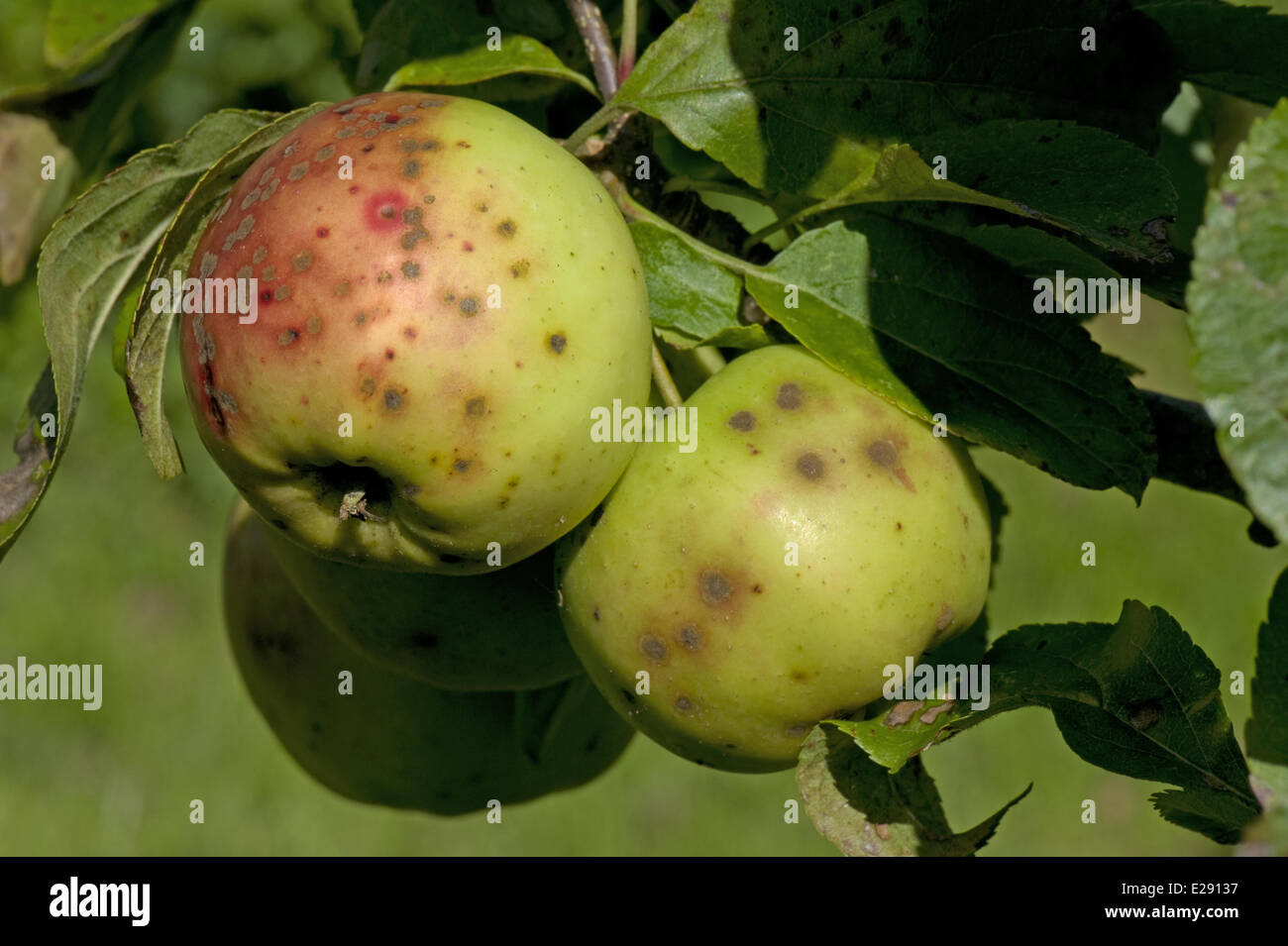 Les pommes gravement touchées par la tavelure, Venturia inaequalis Banque D'Images