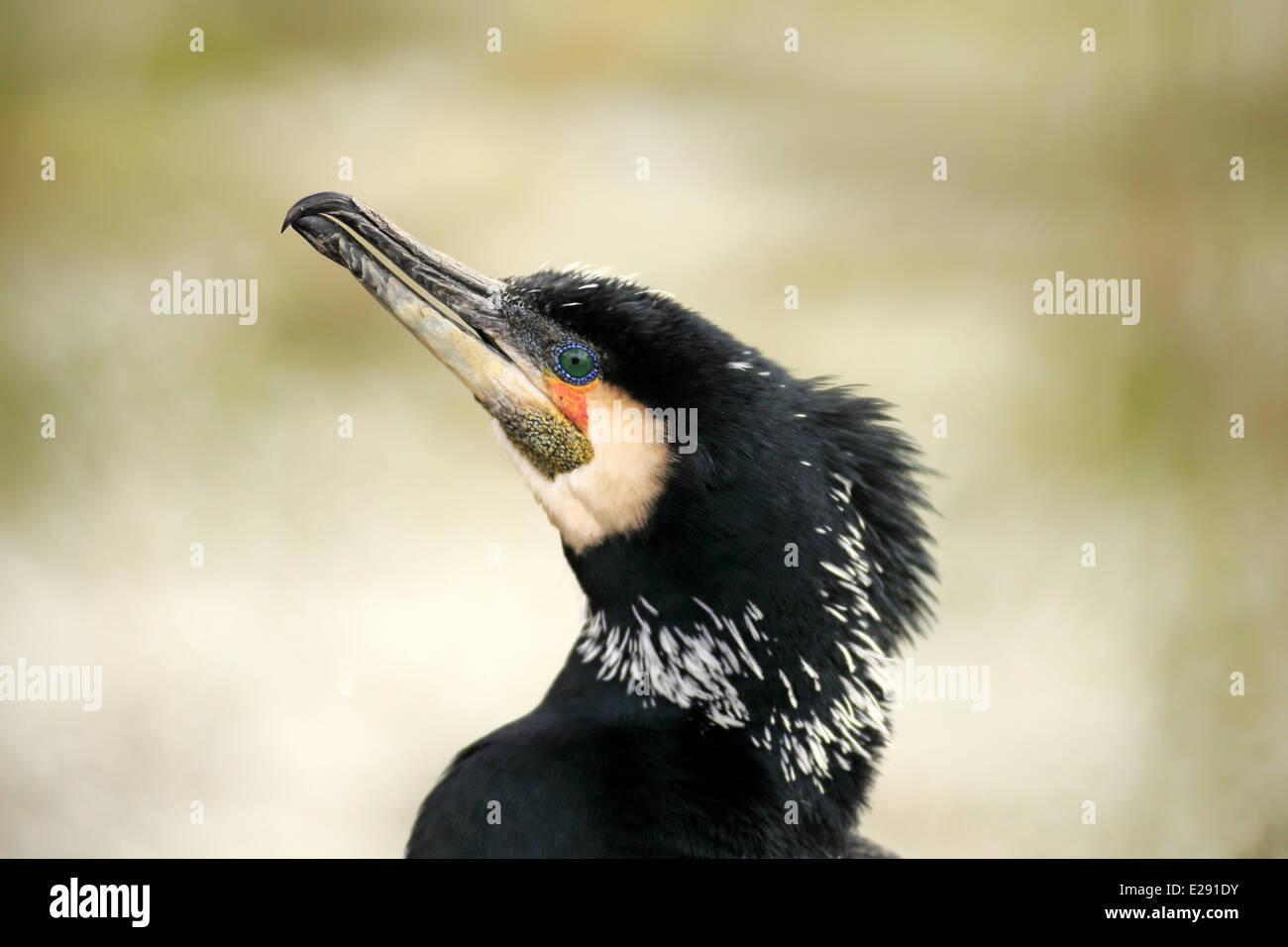 Grand Cormoran (Phalacrocorax carbo) adulte en plumage nuptial,, close-up de tête, Luisenpark Mannheim, Mannheim, Baden-Wurttemberg, Allemagne, Mars Banque D'Images