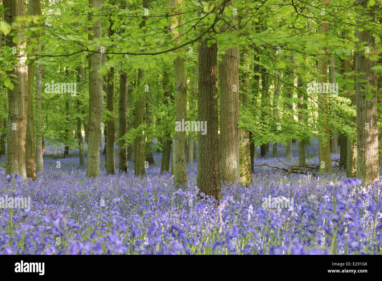(Bluebell Endymion non-scriptus) masse de floraison, grandissant dans le hêtre commun (Fagus sylvatica) habitat boisé, Bois Dockey, Hertfordshire, Angleterre, Mai Banque D'Images