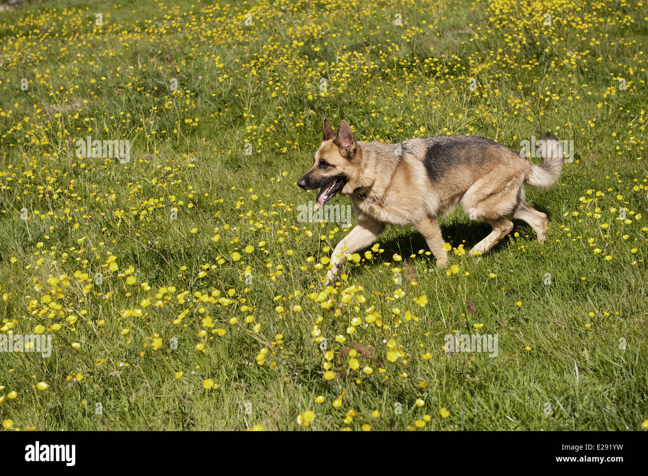 Chien domestique, Chien de Berger Allemand, adulte, randonnée pédestre dans le champ avec la floraison renoncules, Angleterre, juin Banque D'Images