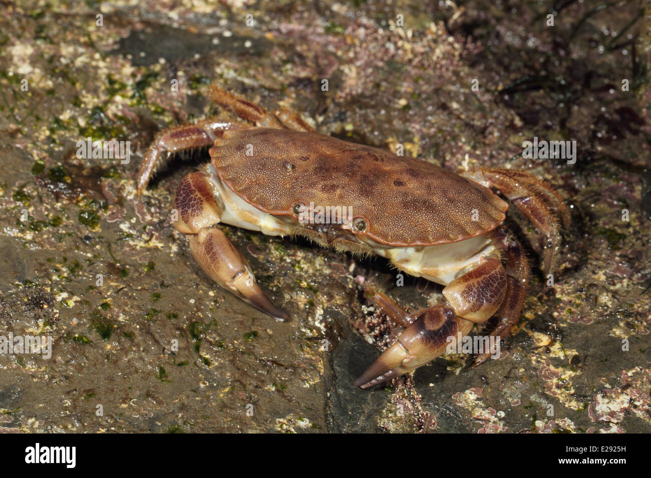 Tourteau (Cancer pagurus) adulte, sur un rivage rocailleux, Kimmeridge, à l'île de Purbeck, Dorset, Angleterre, Mars Banque D'Images