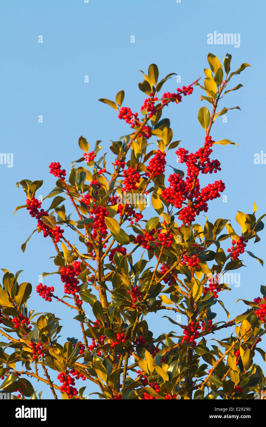 La France, Haut Rhin, Holly, ou european holly (Ilex aquifolium), femme arbre aux fruits rouges Banque D'Images