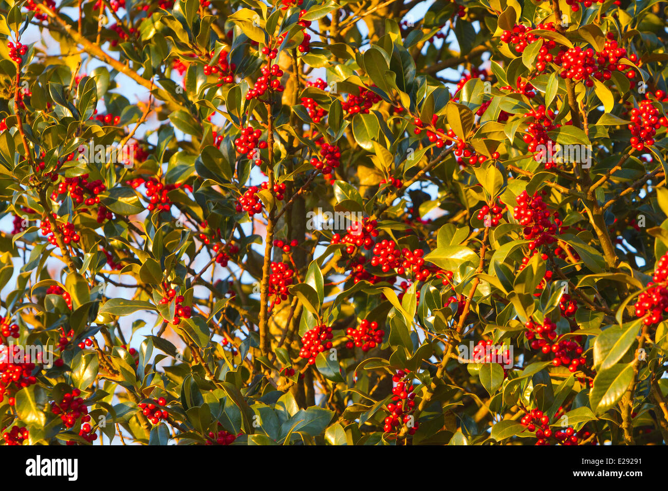 La France, Haut Rhin, Holly, ou european holly (Ilex aquifolium), femme arbre aux fruits rouges Banque D'Images