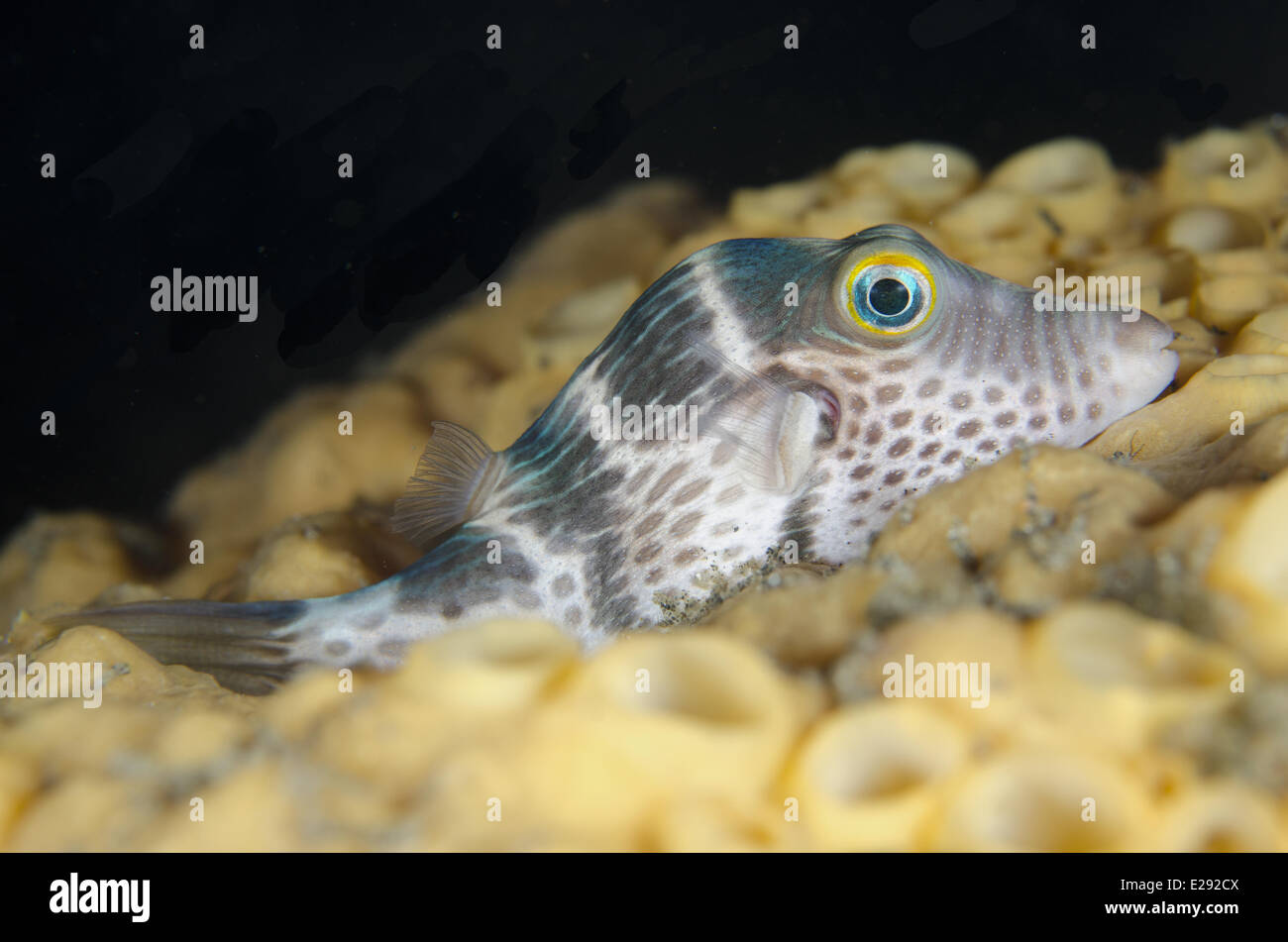 Black-sellé poisson-globe (Canthigaster valentini) adulte, reposant sur des récifs de nuit, le Détroit de Lembeh, Sulawesi, îles de la sonde, en Indonésie, en janvier Banque D'Images