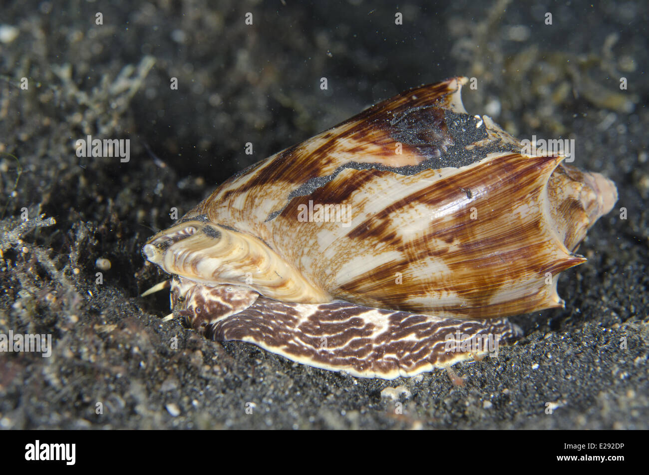 Cymbiola vespertilio bat Volute (adultes), sur le sable noir de nuit, le Détroit de Lembeh, Sulawesi, îles de la sonde, en Indonésie, en janvier Banque D'Images