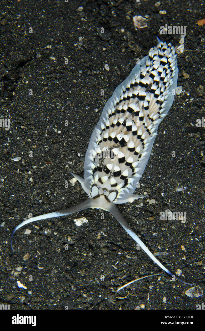 Les bandes noires (Cerberilla Cerberilla Nudibranch annulata), adultes sur sable noir, Détroit de Lembeh, Sulawesi, îles de la sonde, en Indonésie, en février Banque D'Images