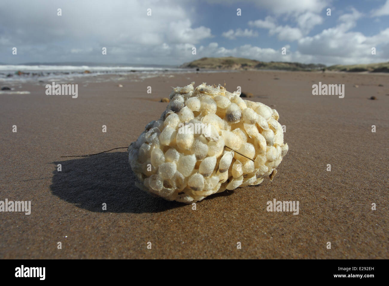 (Buccinum undatum Buccin commun) eggcases, clump échoués sur la plage, la péninsule de Gower, West Glamorgan, Pays de Galles, Mars Banque D'Images